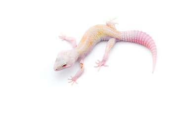 Naklejka premium The common leopard gecko isolated on white background 