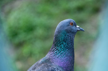 Beatiful pigeon with fantastic colors