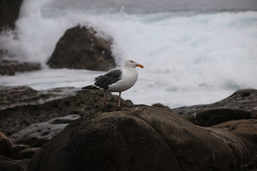 seagull on rock