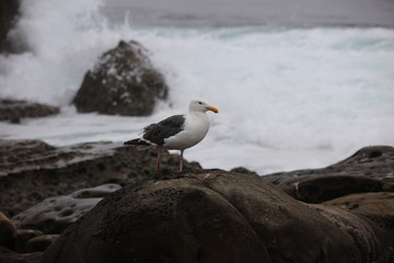 seagull on rock