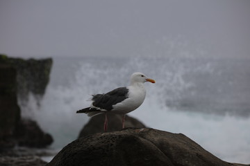 seagull on the beach