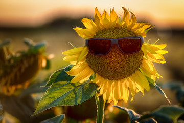 Funny sunflower with sunglasses at sunset