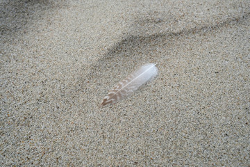 Feather on the sand