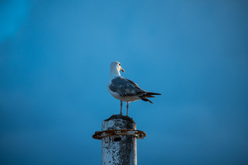 Nice big seagull on sea coast nature birds fauna 