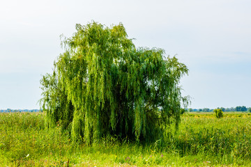 Fototapeta premium Lonely oak tree at a meadow on summer