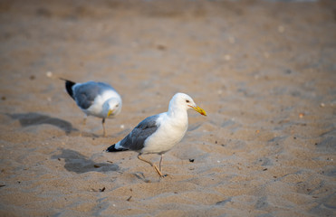 Nice big seagull on sea coast nature birds fauna 