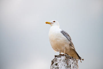 Nice big seagull on sea coast nature birds fauna 