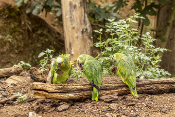 Groupe d'amazones à front bleu décortiquant du bois au zoo de Doué-la-Fontaine