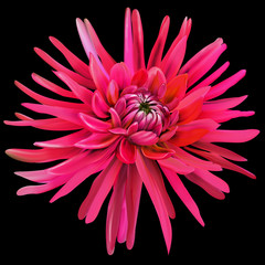 The visual enjoyment of flowers, the leaves and flowers art design