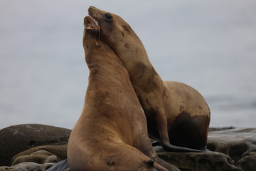 California Sea Lion 