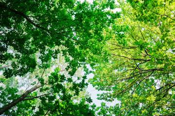 green forest nature background in a sunny day