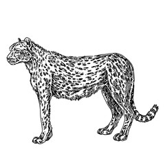 Standing  cheetah. Sketch. Engraving style. Vector illustration.