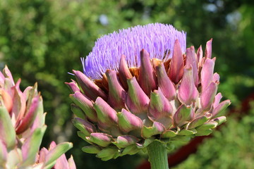 Bl&uuml;hende Artischocken-Pflanze in einem Garten