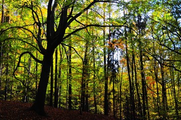 Naklejka na ściany i meble Creepy broad leaf trees forest at autumn / fall daylight