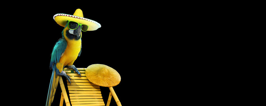 Papagei im Urlaub am Strand