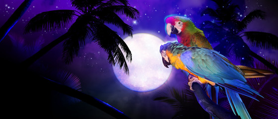 Papagei nachts im Urlaub am Strand