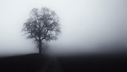 Isolated tree in fog surrounded by mysterious gloomy landscape