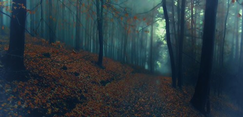 Dark creepy foggy beech forest