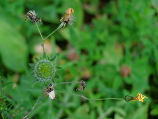 flowers in the garden
