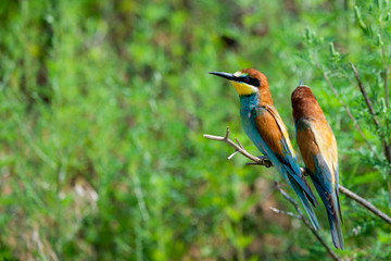 Two European bee-eaters sits on an inclined branch on a blurred green background in bright sunlight. One bird hold a bee in its beak
