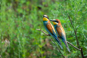 Two European bee-eaters sits on an inclined branch on a blurred green background in bright sunlight. One bird hold a bee in its beak