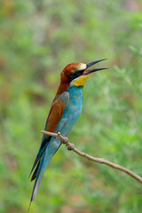 European bee-eater or Merops apiaster is sitting on a twig