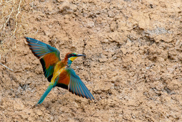 European Bee-eater or Merops apiaster on ground near hole nest