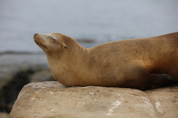 California Sea Lion