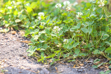 Beautiful blooming flowers in garden