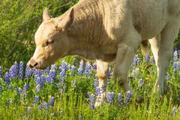 Calf in Bluebonnets Field