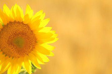 Beautiful sunflower outdoors on sunny day, closeup