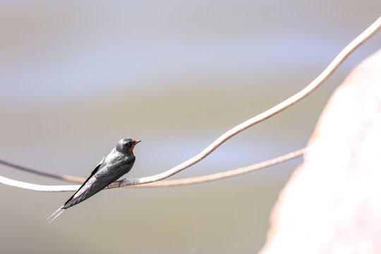 Small bird sitting on rope near water outdoors