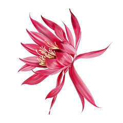 The visual enjoyment of flowers, the leaves and flowers art design