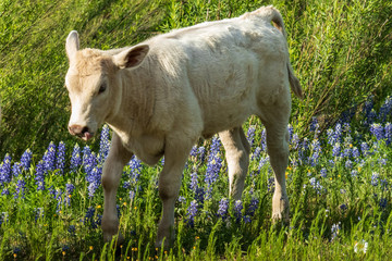Calf in Bluebonnets Field