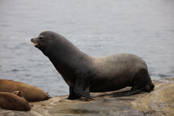 Naklejka premium California Sea Lion