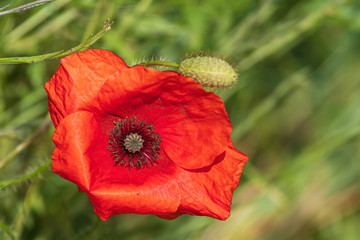 Obraz premium Mohnblumen 45