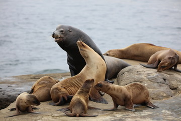 Naklejka premium California Sea Lion