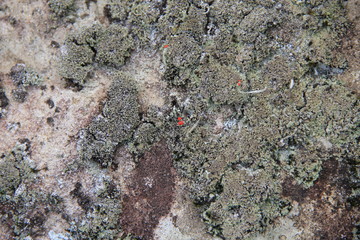 斑に苔の生えた石の表面