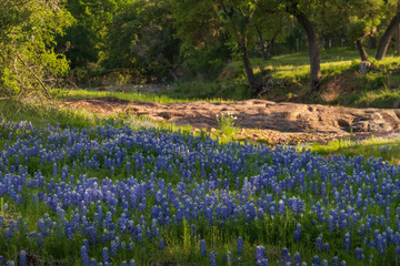 Bluebonnets wildflowers in field  