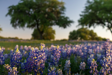 Bluebonnets wildflowers under large trees in field and blue sky background