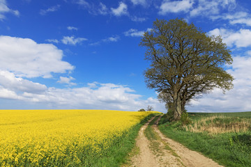 Landschaft mit Rapsfeld, Getreidefeld, Feldweg, Eichen und blauem Himmel mit Wolken in der...