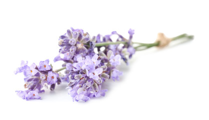 Beautiful lavender flowers on white background