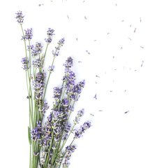 Beautiful lavender flowers on white background