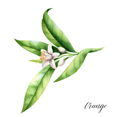 Isolated orange branch with flower. Watercolor illustrartion of citrus tree with leaves and blossoms.