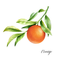 Isolated orange on a branch. Watercolor illustrartion of citrus tree with leaves and blossoms.