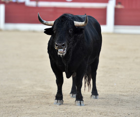 bullfight in spain with black bull