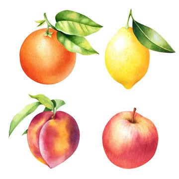 Set of hand drawn orange, lemon, peach and apple with leaves. Isolated watercolor illustration of fruit.
