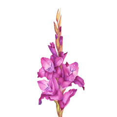 Watercolor pink garden gladiolus flower. Isolated hand drawn illustration. Elegant botanical drawing for decor, invitations, package design.