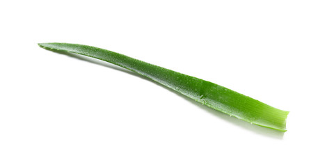 Fresh leaf of aloe plant on white background