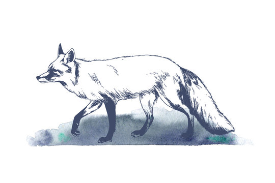 Walking fox monochrome hand drawn sketch. Wildlife illustration with watercolor background. Forest animal.